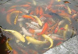 金魚(yú)圖片