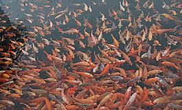 魚群圖片