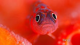 熱帶魚圖片