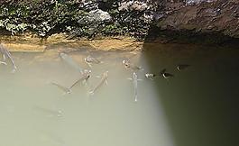 鯉魚圖片