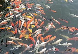 小魚圖片