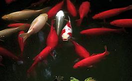 觀賞魚圖片