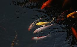 觀賞魚圖片