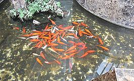 金魚圖片