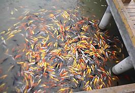 金魚圖片