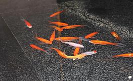 金魚圖片