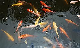 觀賞魚圖片