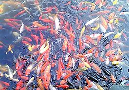 錦鯉圖片
