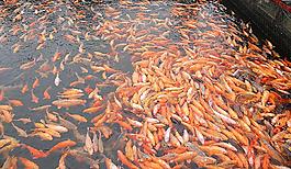 金魚圖片