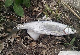 小魚圖片