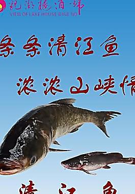 清江魚展示架圖片