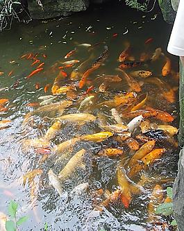 锦鲤图片