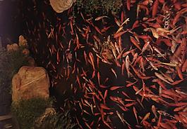 魚兒圖片