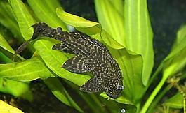 小魚圖片