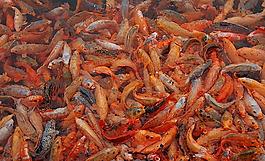 魚群圖片