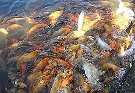 池塘魚兒歡圖片