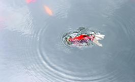 金魚圖片