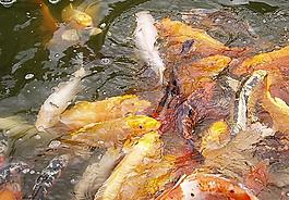 錦鯉的舞會圖片