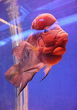 小魚圖片