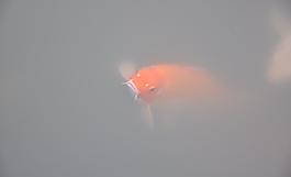 紅魚圖片