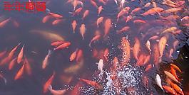 水中魚群圖片