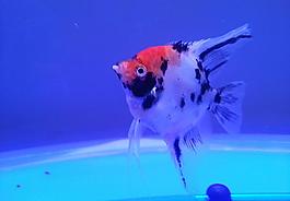 燕魚圖片