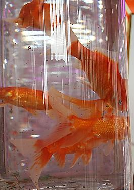 鮮花養(yǎng)金魚圖片
