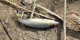 小魚圖片