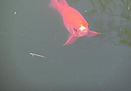 紅魚圖片