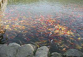 鯉魚圖片