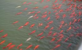 魚群圖片