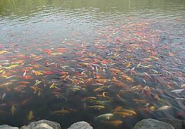 鯉魚圖片