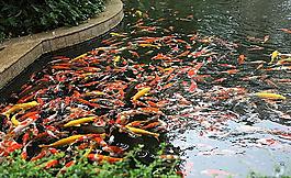 觀賞魚圖片