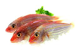 紅線魚圖片