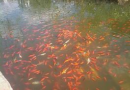 魚群圖片