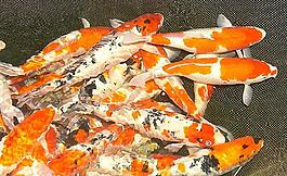 金魚 錦魚圖片