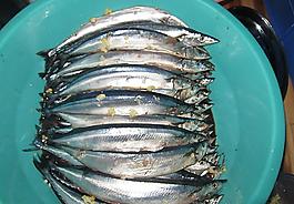 秋刀魚圖片