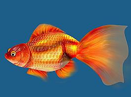 金魚圖片