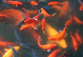 金魚圖片