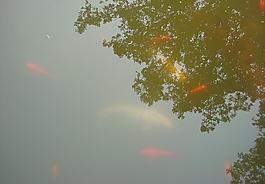 緣木求魚圖片