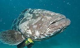 海洋生物圖片