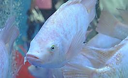 魚兒圖片