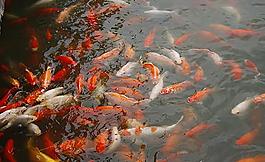 金魚圖片