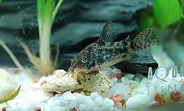 魚兒圖片