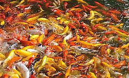 公園的魚圖片