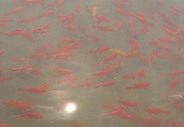 金魚圖片