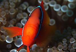 魚兒圖片
