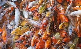 鯉魚群圖片