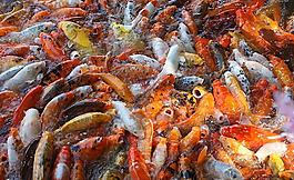 鯉魚群圖片