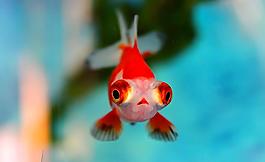金魚圖片